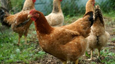 Brief information about poultry farming