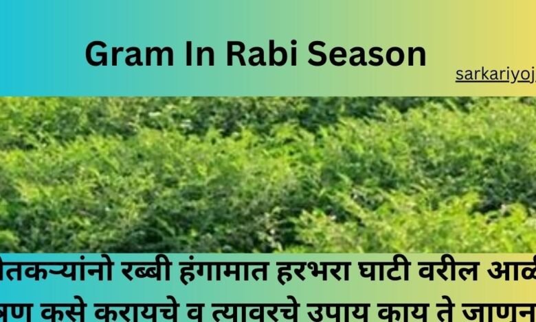 Gram In Rabi Season