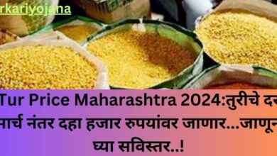 Tur Price Maharashtra 2024:तुरीचे दर मार्च नंतर दहा हजार रुपयांवर जाणार...जाणून घ्या सविस्तर..!