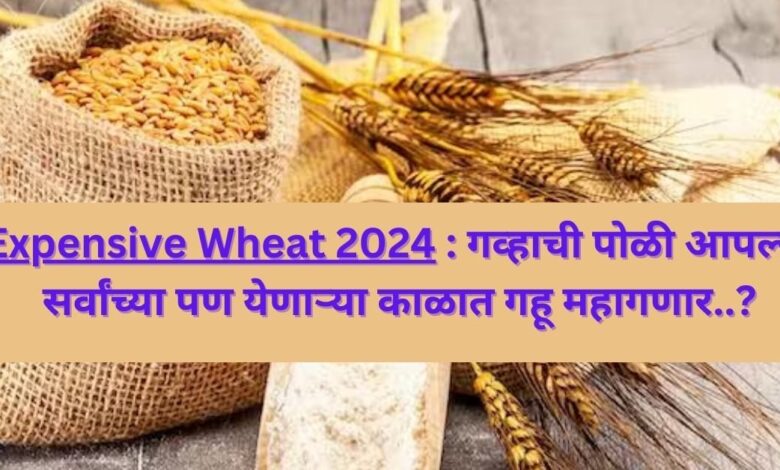 Expensive Wheat 2024