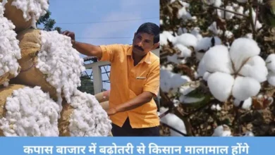 cotton price today